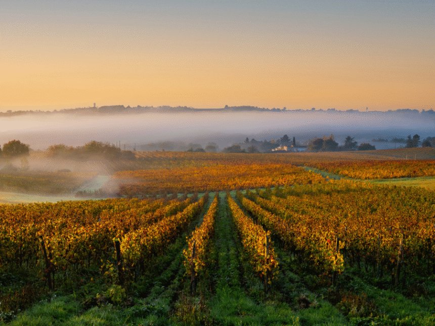 Vineyards in Champagne at daybreak