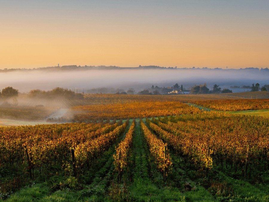 Vineyards in Champagne at daybreak