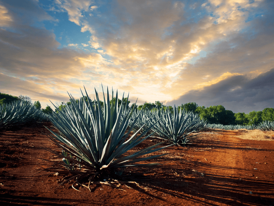 Agave plants