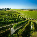 Vineyard in New Zealand's Hawkes Bay region
