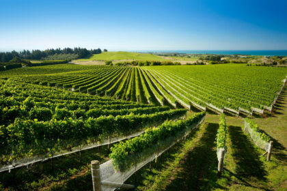 Vineyard in New Zealand's Hawkes Bay region