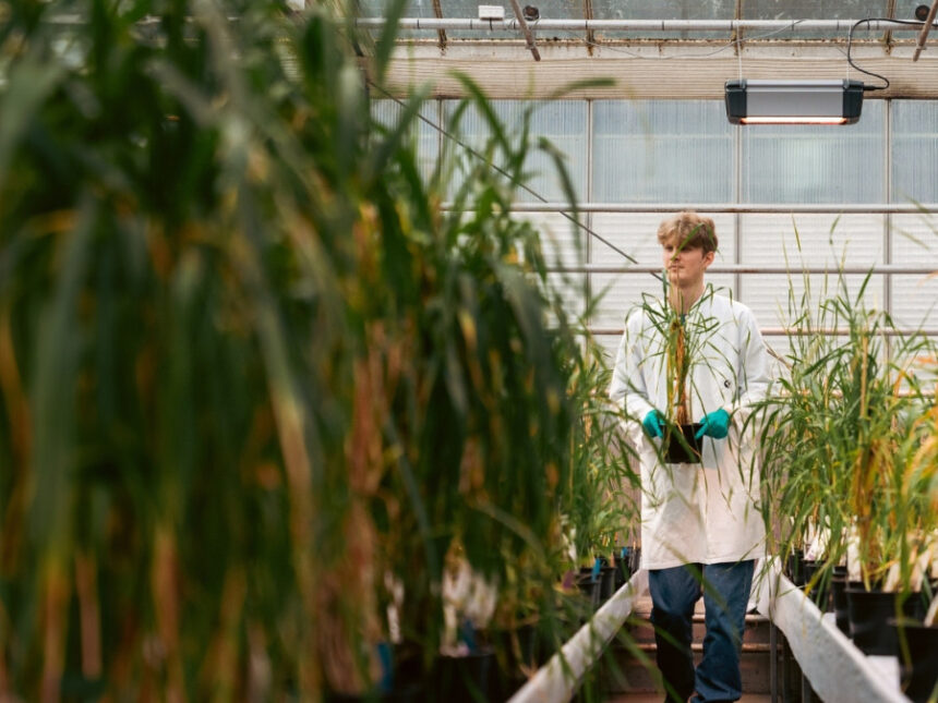 A man walks down a line of barley inside a regenerative farming pilot
