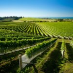 Vineyard in New Zealand's Hawkes Bay region