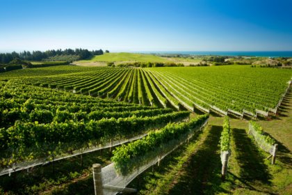 Vineyard in New Zealand's Hawkes Bay region