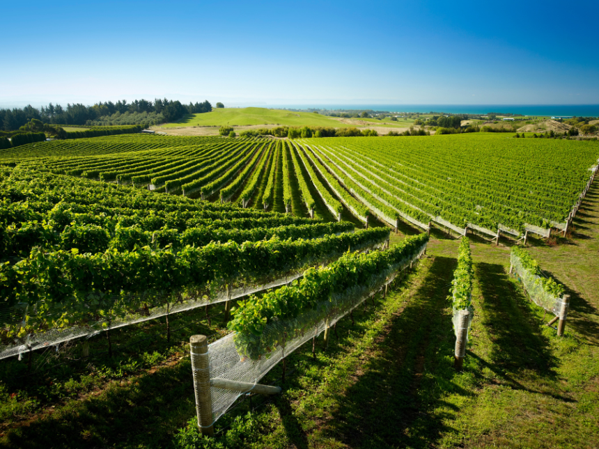 Vineyard in New Zealand's Hawkes Bay region