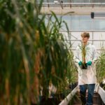 A man walks down a line of barley inside a regenerative farming pilot