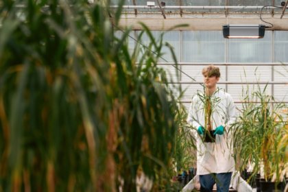 A man walks down a line of barley inside a regenerative farming pilot