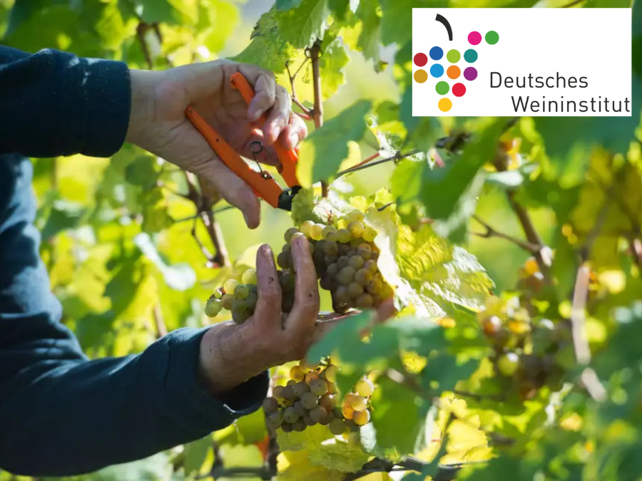 ’Its not the taste of wine that turns young drinkers away, its everything around wine’ - German Wine Institute’s head of national & international marketing, Steffen Schindler, speaks to Global Drinks Intel - Part II