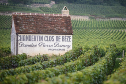 Domaine Pierre Damoy vineyards