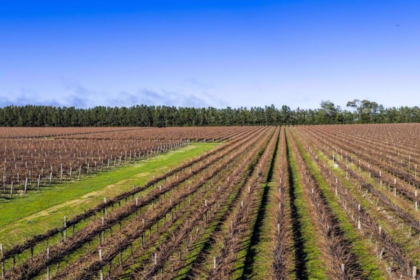 Schultz & Lights Vineyards in Wrattonbully Australia