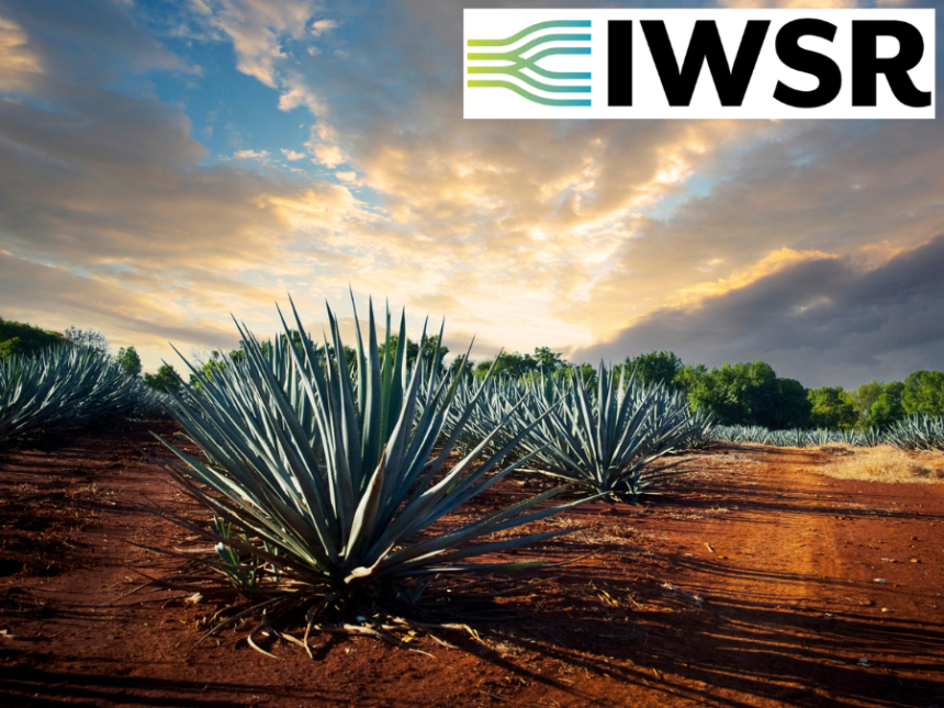 Agave plants at sunset with IWSR logo