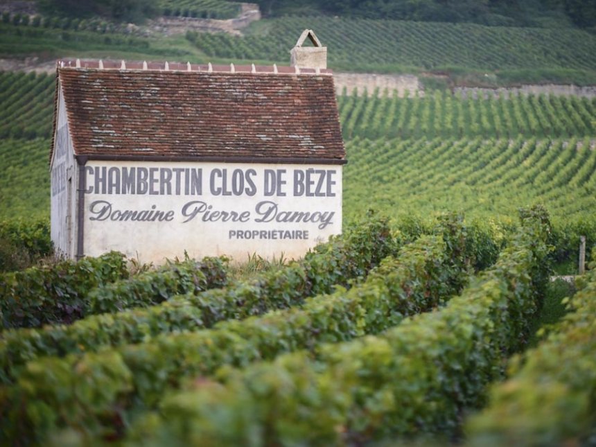 Domaine Pierre Damoy vineyards
