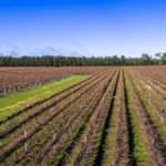 Schultz & Lights Vineyards in Wrattonbully Australia