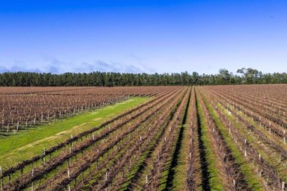 Schultz & Lights Vineyards in Wrattonbully Australia