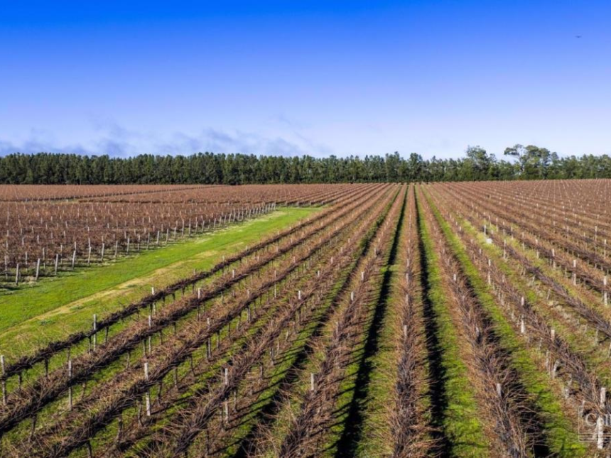 Schultz & Lights Vineyards in Wrattonbully Australia