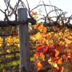 South Australian vineyard scene
