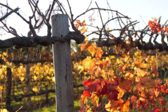 South Australian vineyard scene