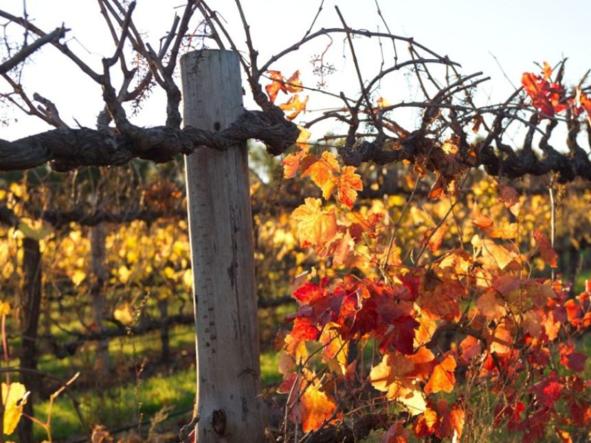 South Australian vineyard scene