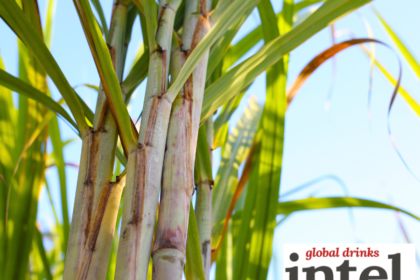 Sugar cane