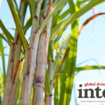 Sugar cane