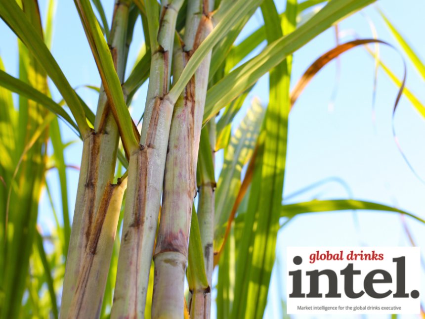 Sugar cane